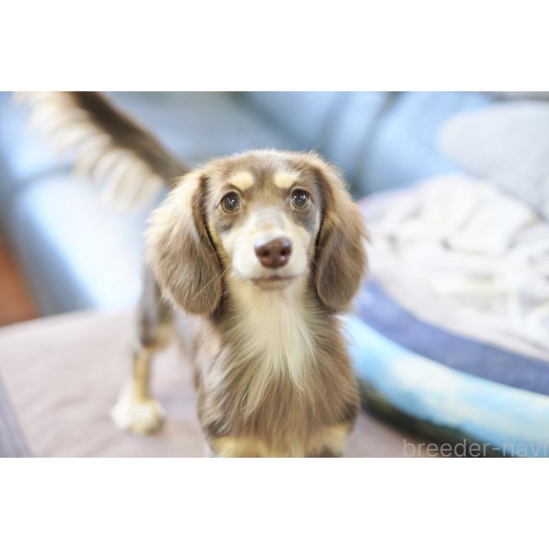 販売中の滋賀県のカニンヘンダックスフンド(ロングヘアード)-409172の16枚目