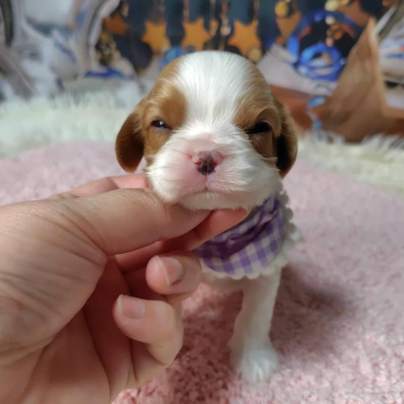 販売中の神奈川県のキャバリアキングチャールズスパニエル-426499の11枚目