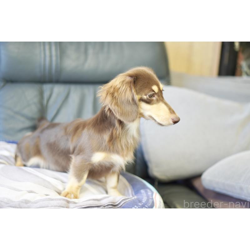 販売中の滋賀県のカニンヘンダックスフンド(ロングヘアード)-409172の15枚目