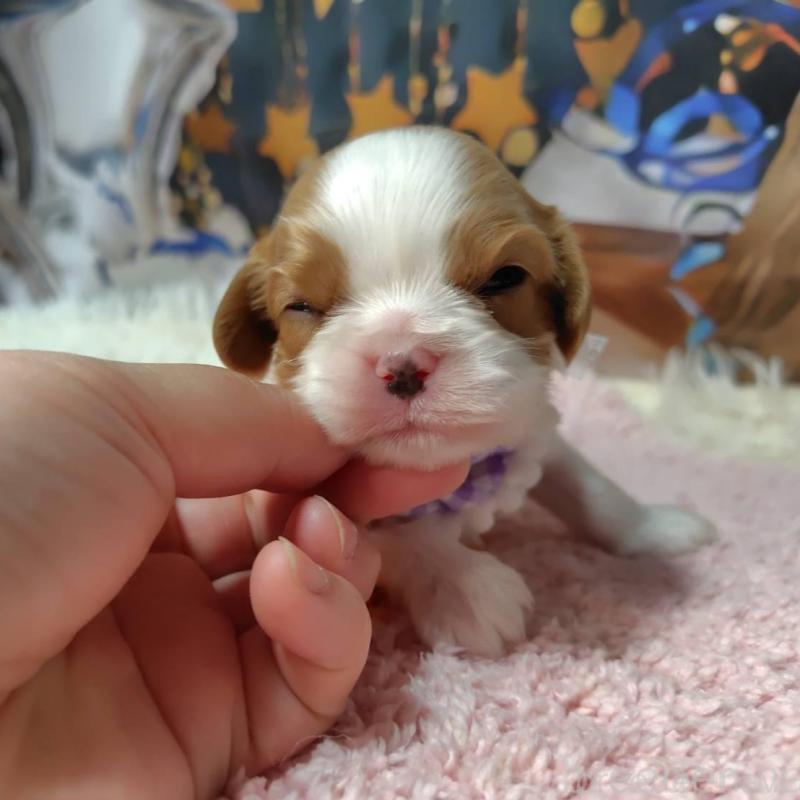 販売中の神奈川県のキャバリアキングチャールズスパニエル-426499の10枚目