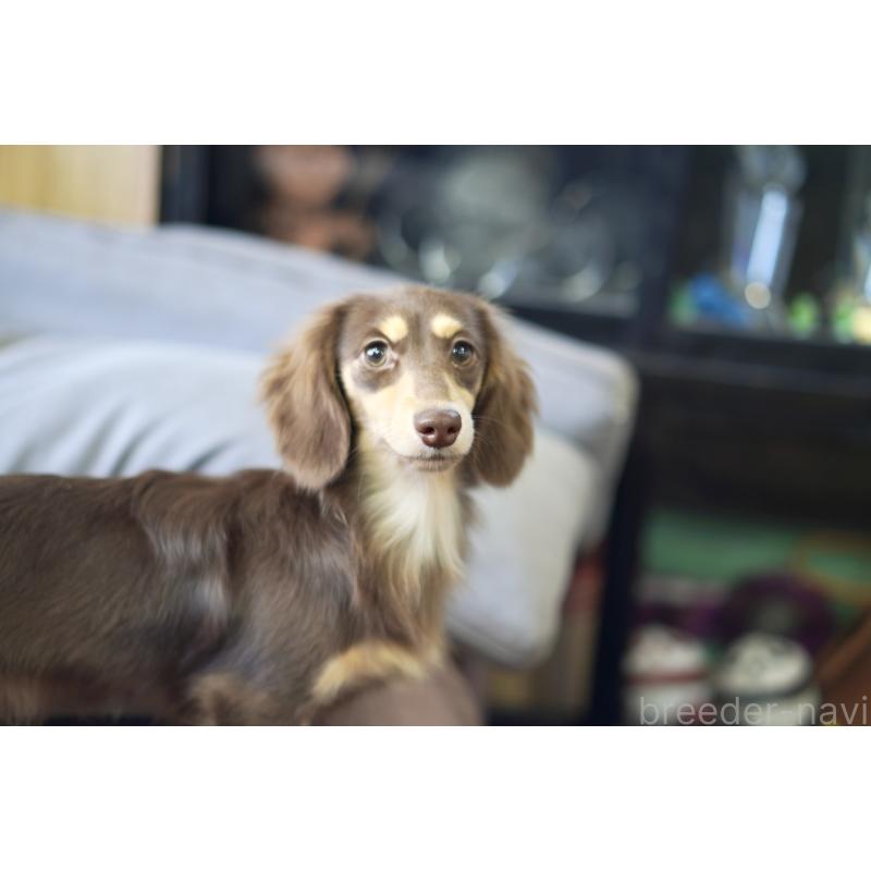 販売中の滋賀県のカニンヘンダックスフンド(ロングヘアード)-409172の14枚目