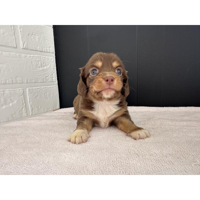 販売中の栃木県のチワックス:チワワ×ミニチュアダックスフンド-426500の9枚目