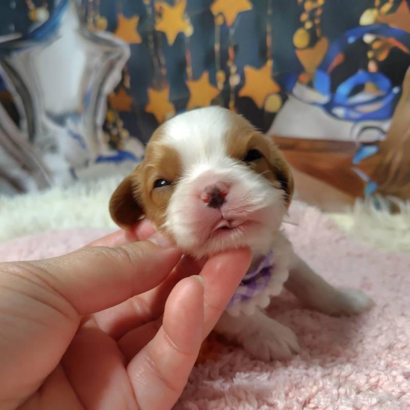 販売中の神奈川県のキャバリアキングチャールズスパニエル-426499の9枚目