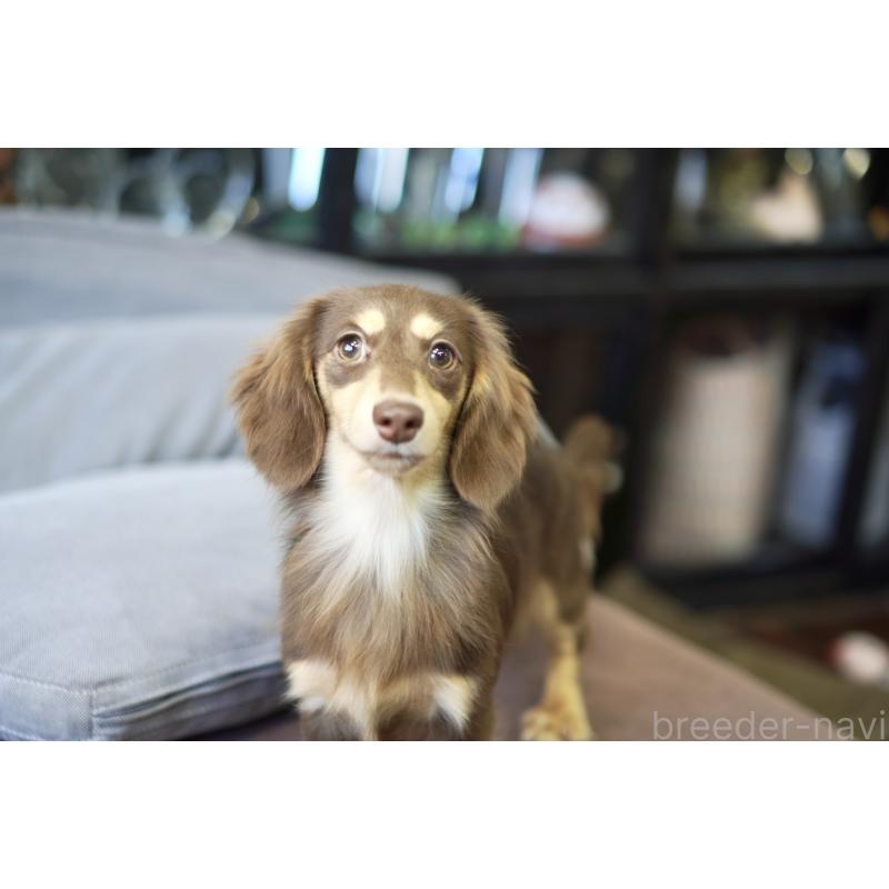 販売中の滋賀県のカニンヘンダックスフンド(ロングヘアード)-409172の13枚目