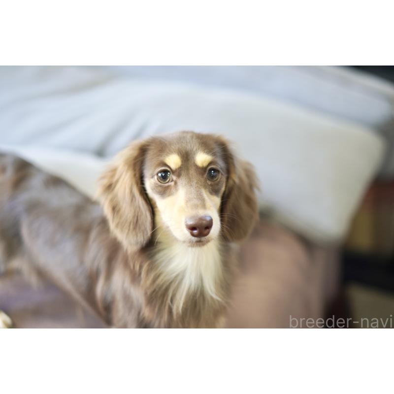 販売中の滋賀県のカニンヘンダックスフンド(ロングヘアード)-409172の12枚目