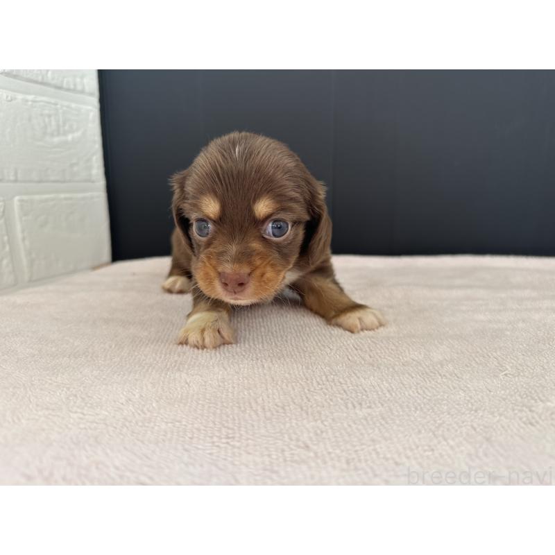 販売中の栃木県のチワックス:チワワ×ミニチュアダックスフンド-426500の7枚目