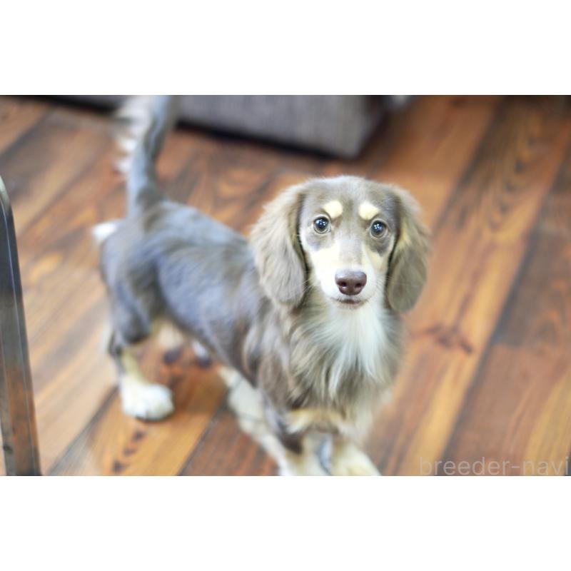 販売中の滋賀県のカニンヘンダックスフンド(ロングヘアード)-409172の11枚目