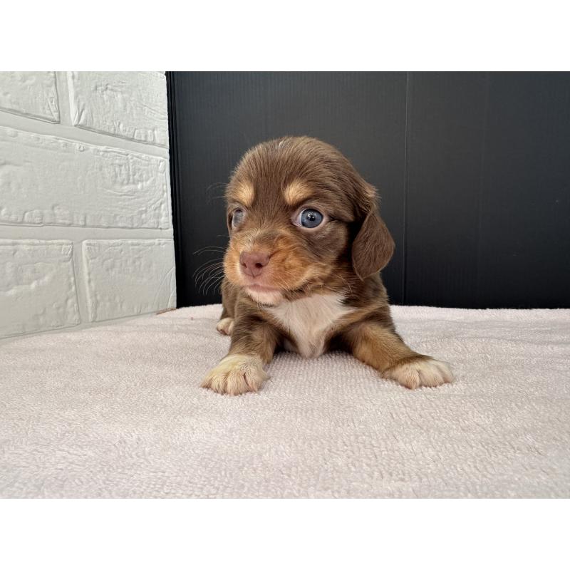 販売中の栃木県のチワックス:チワワ×ミニチュアダックスフンド-426500の6枚目