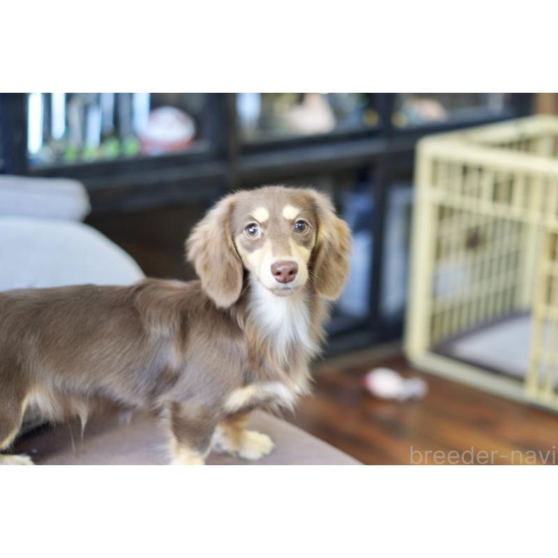 販売中の滋賀県のカニンヘンダックスフンド(ロングヘアード)-409172の10枚目