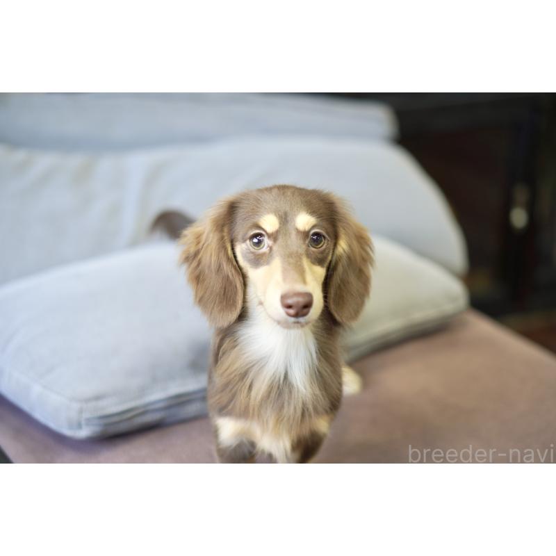 販売中の滋賀県のカニンヘンダックスフンド(ロングヘアード)-409172の9枚目