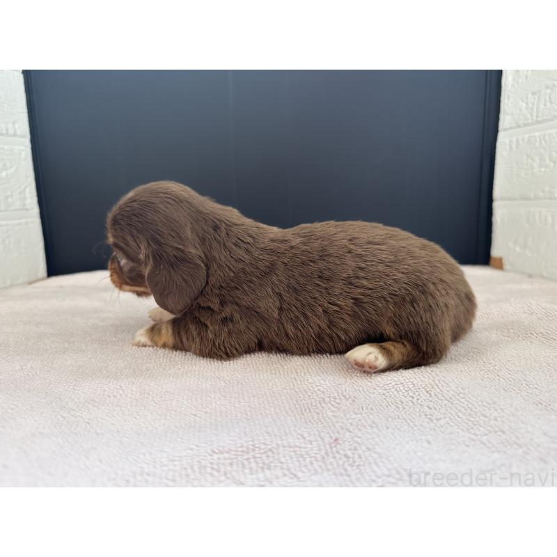 販売中の栃木県のチワックス:チワワ×ミニチュアダックスフンド-426500の4枚目