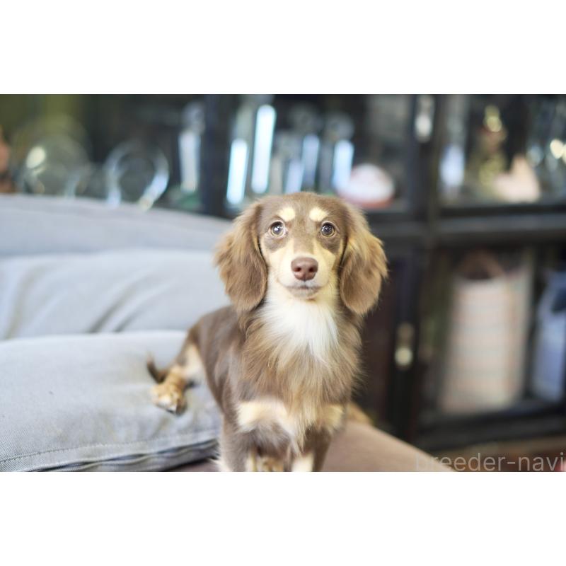 販売中の滋賀県のカニンヘンダックスフンド(ロングヘアード)-409172の8枚目