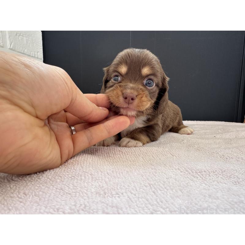 販売中の栃木県のチワックス:チワワ×ミニチュアダックスフンド-426500の3枚目