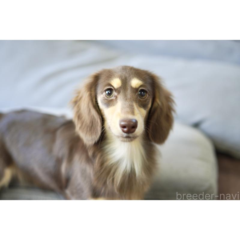 販売中の滋賀県のカニンヘンダックスフンド(ロングヘアード)-409172の7枚目