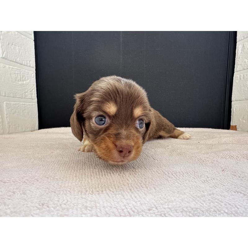 販売中の栃木県のチワックス:チワワ×ミニチュアダックスフンド-426500の2枚目