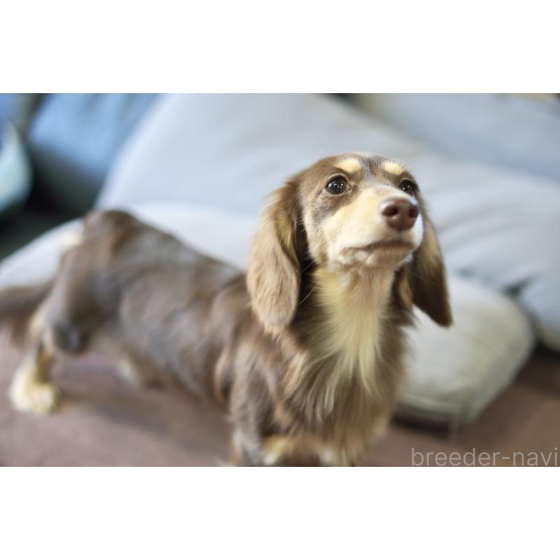 販売中の滋賀県のカニンヘンダックスフンド(ロングヘアード)-409172の5枚目