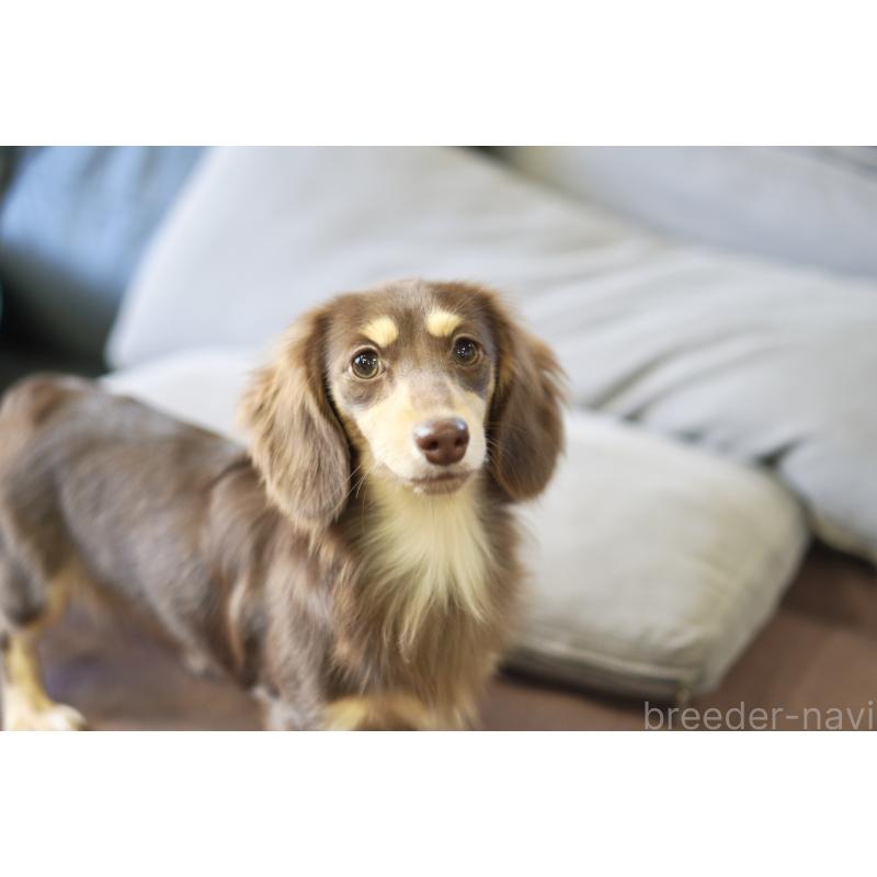 販売中の滋賀県のカニンヘンダックスフンド(ロングヘアード)-409172の4枚目