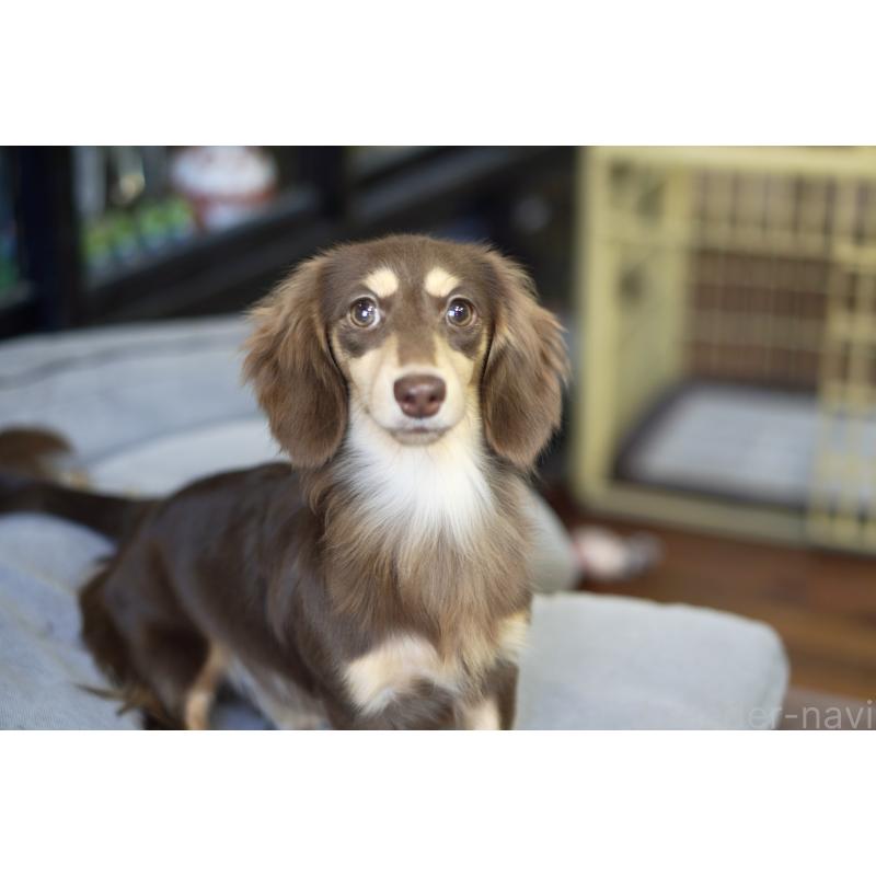 販売中の滋賀県のカニンヘンダックスフンド(ロングヘアード)-409172の3枚目