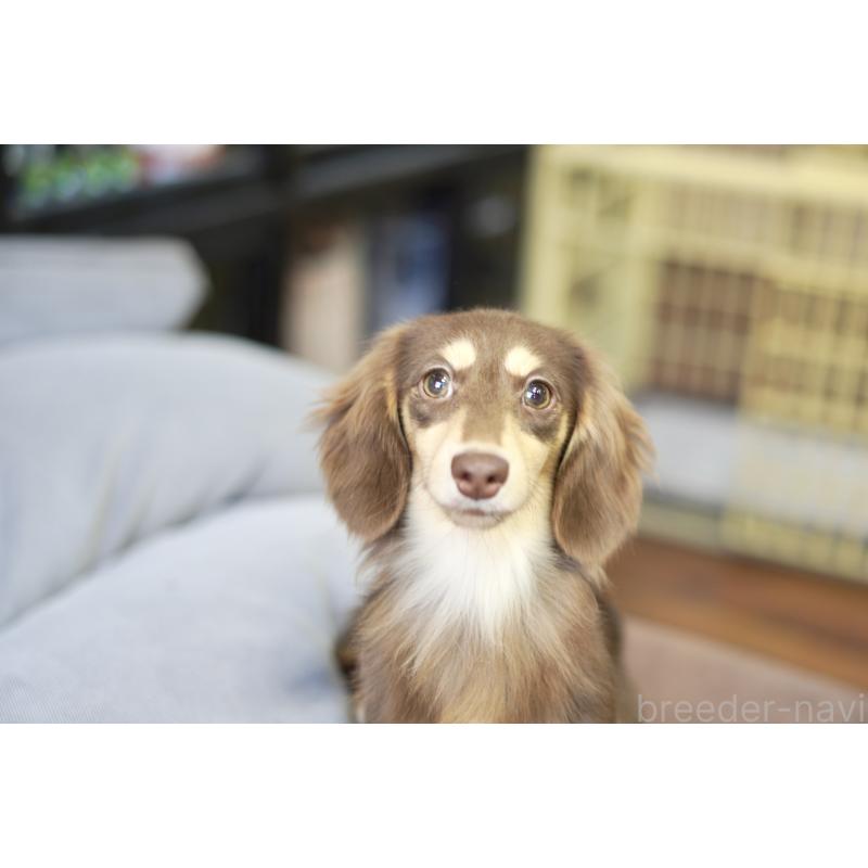 販売中の滋賀県のカニンヘンダックスフンド(ロングヘアード)-409172の2枚目