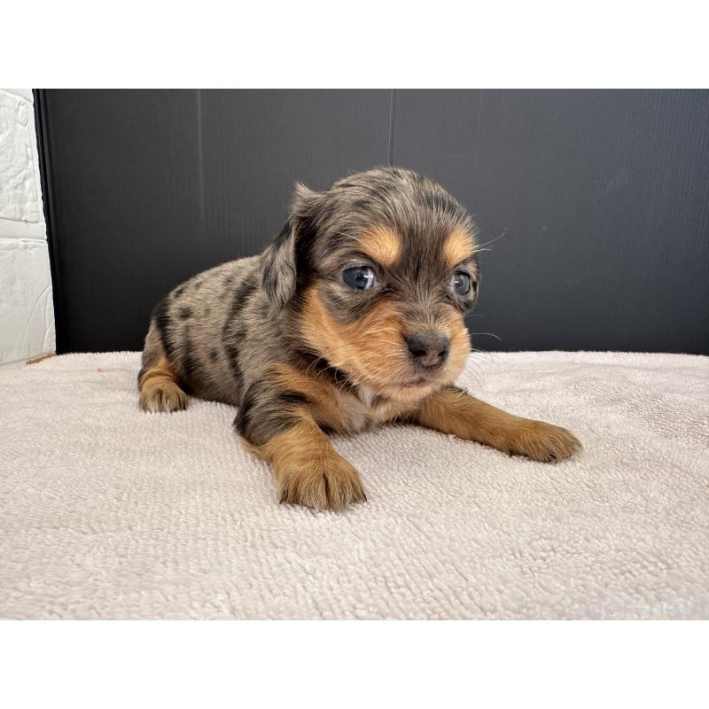 販売中の栃木県のチワックス:チワワ×ミニチュアダックスフンド-426501の7枚目