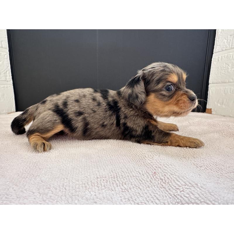 販売中の栃木県のチワックス:チワワ×ミニチュアダックスフンド-426501の5枚目