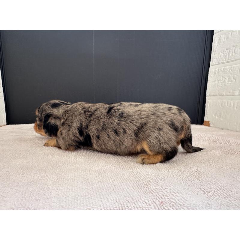 販売中の栃木県のチワックス:チワワ×ミニチュアダックスフンド-426501の4枚目