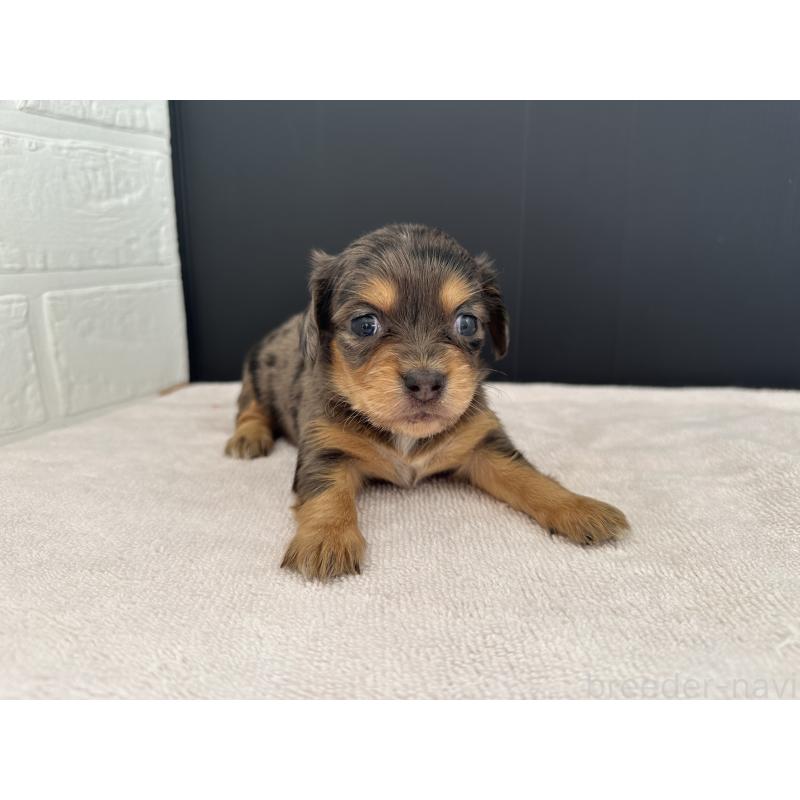 販売中の栃木県のチワックス:チワワ×ミニチュアダックスフンド-426501の3枚目