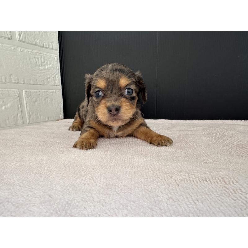 販売中の栃木県のチワックス:チワワ×ミニチュアダックスフンド-426501の2枚目