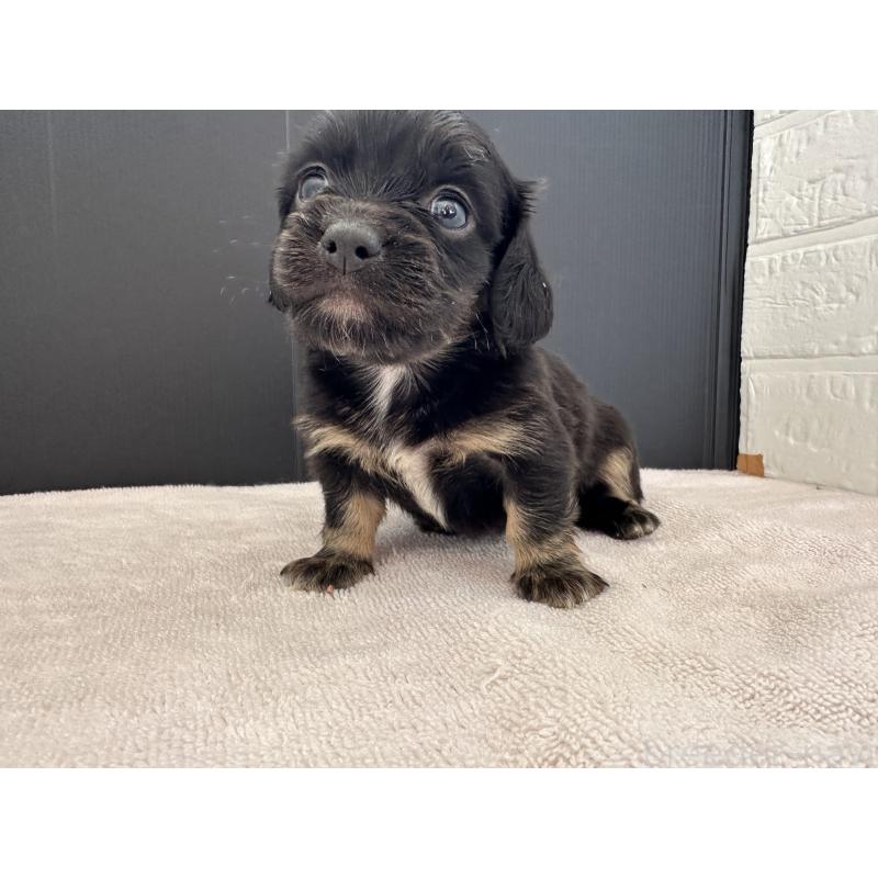 販売中の栃木県のチワックス:チワワ×ミニチュアダックスフンド-426502の7枚目