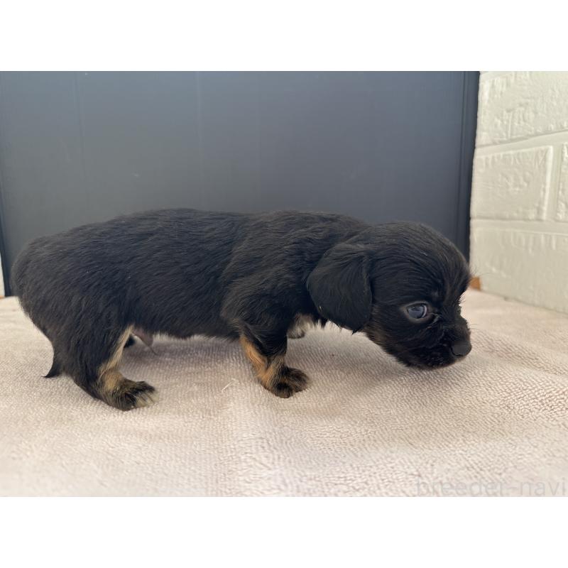 販売中の栃木県のチワックス:チワワ×ミニチュアダックスフンド-426502の6枚目