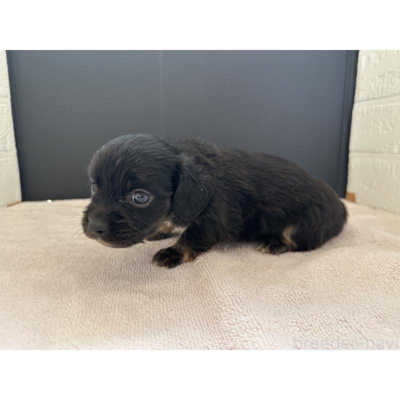 販売中の栃木県のチワックス:チワワ×ミニチュアダックスフンド-426502の5枚目