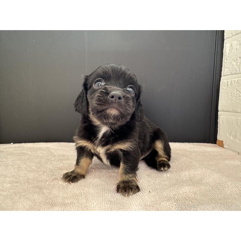 販売中の栃木県のチワックス:チワワ×ミニチュアダックスフンド-426502の4枚目