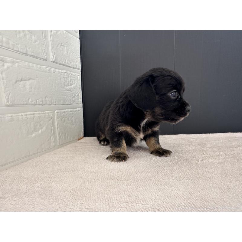 販売中の栃木県のチワックス:チワワ×ミニチュアダックスフンド-426502の3枚目