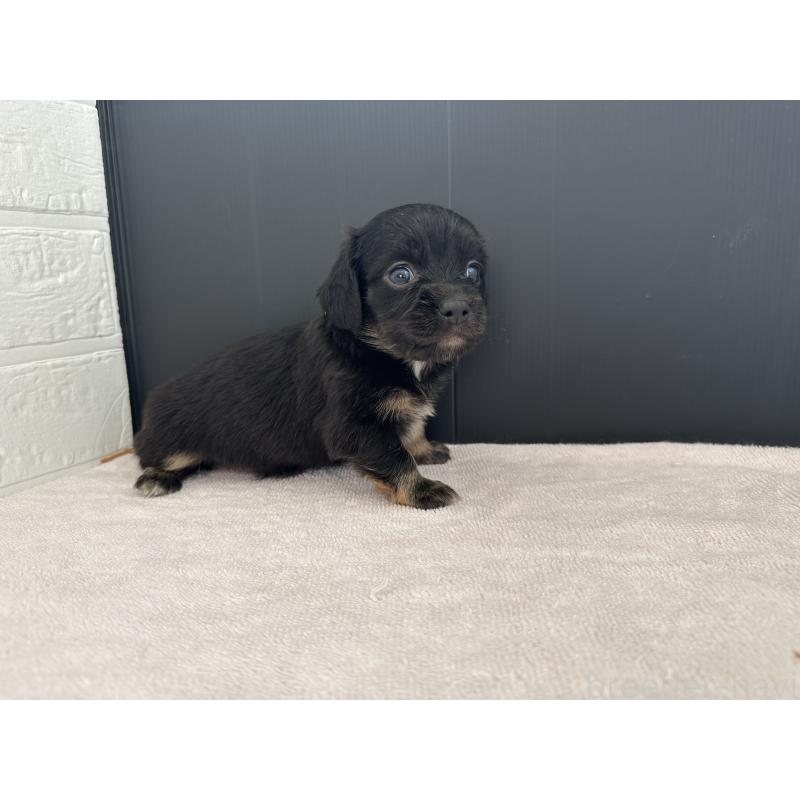 販売中の栃木県のチワックス:チワワ×ミニチュアダックスフンド-426502の2枚目