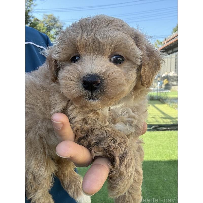 成約済の茨城県のマルプー:マルチーズ×トイプードル-426504の7枚目