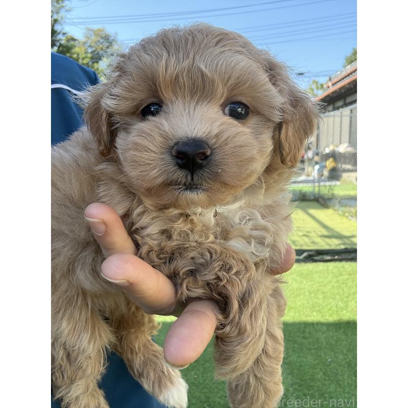 成約済の茨城県のマルプー:マルチーズ×トイプードル-426504の6枚目