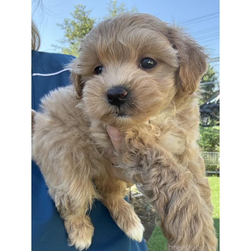 成約済の茨城県のマルプー:マルチーズ×トイプードル-426504の5枚目