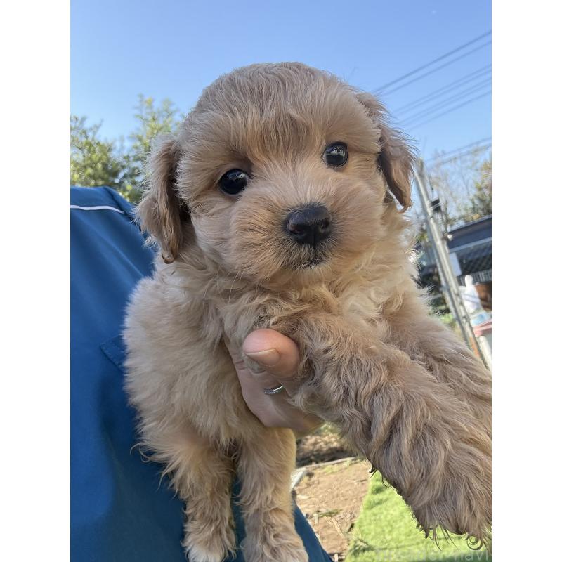 成約済の茨城県のマルプー:マルチーズ×トイプードル-426504の4枚目