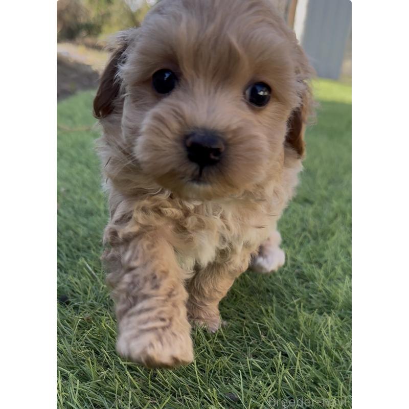 成約済の茨城県のマルプー:マルチーズ×トイプードル-426504の3枚目