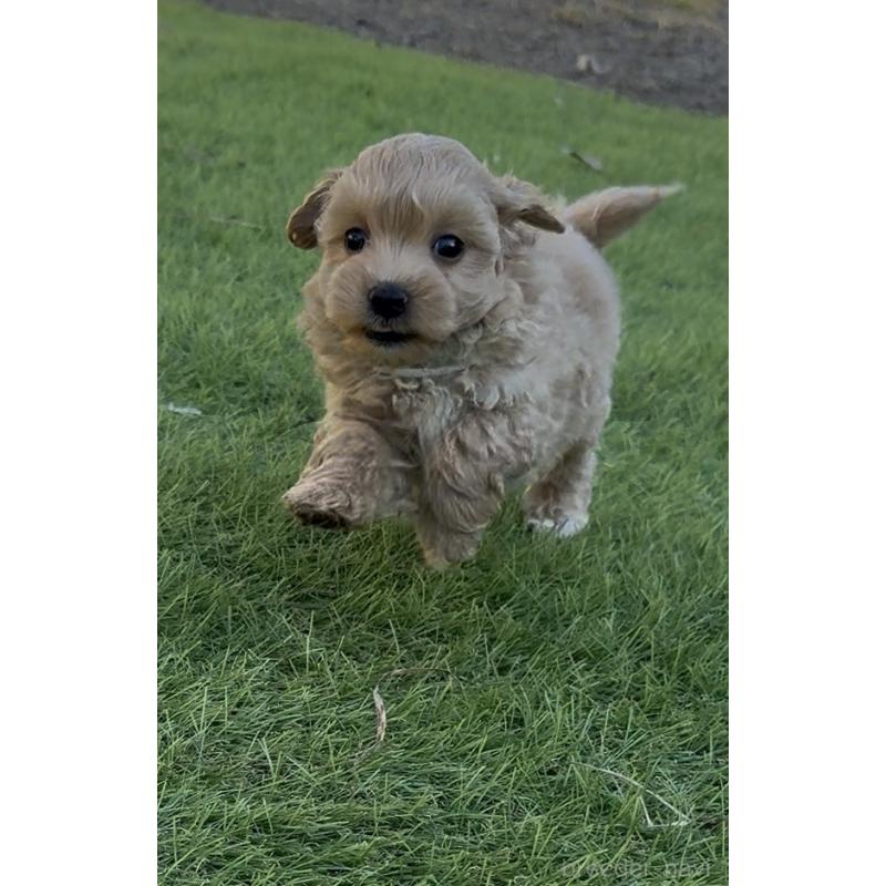 成約済の茨城県のマルプー:マルチーズ×トイプードル-426504の2枚目