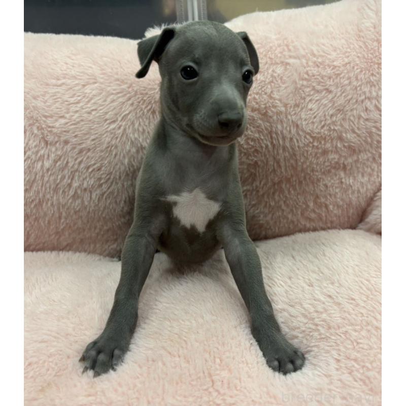 成約済の山梨県のイタリアングレーハウンド(イタグレ)-418870の2枚目