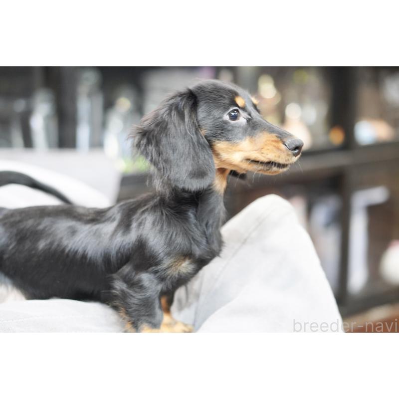 商談中の滋賀県のカニンヘンダックスフンド(ロングヘアード)-400225の11枚目