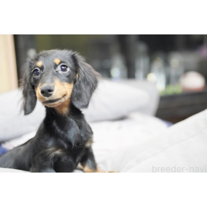 商談中の滋賀県のカニンヘンダックスフンド(ロングヘアード)-400225の10枚目