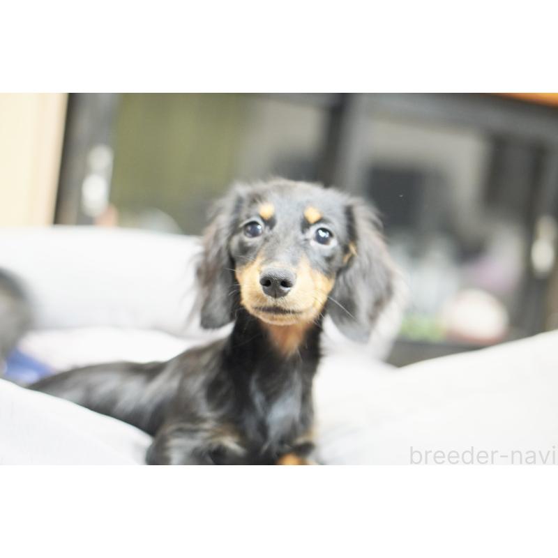 商談中の滋賀県のカニンヘンダックスフンド(ロングヘアード)-400225の9枚目