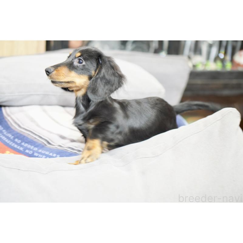 商談中の滋賀県のカニンヘンダックスフンド(ロングヘアード)-400225の8枚目