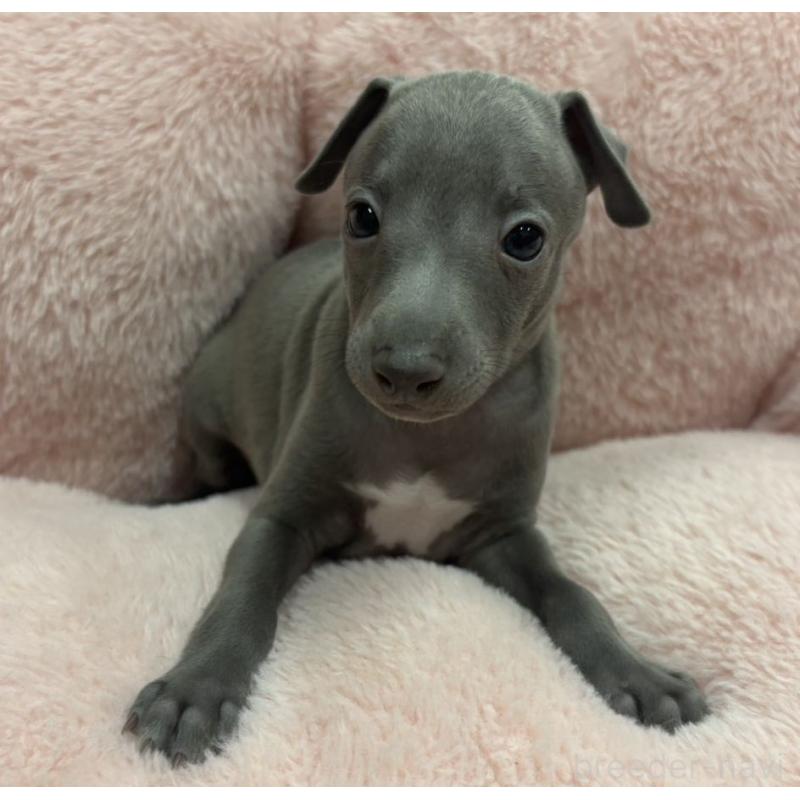 成約済の山梨県のイタリアングレーハウンド(イタグレ)-421208の2枚目