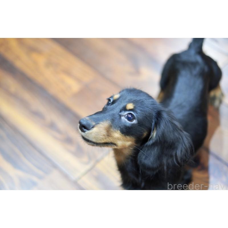 商談中の滋賀県のカニンヘンダックスフンド(ロングヘアード)-400225の7枚目