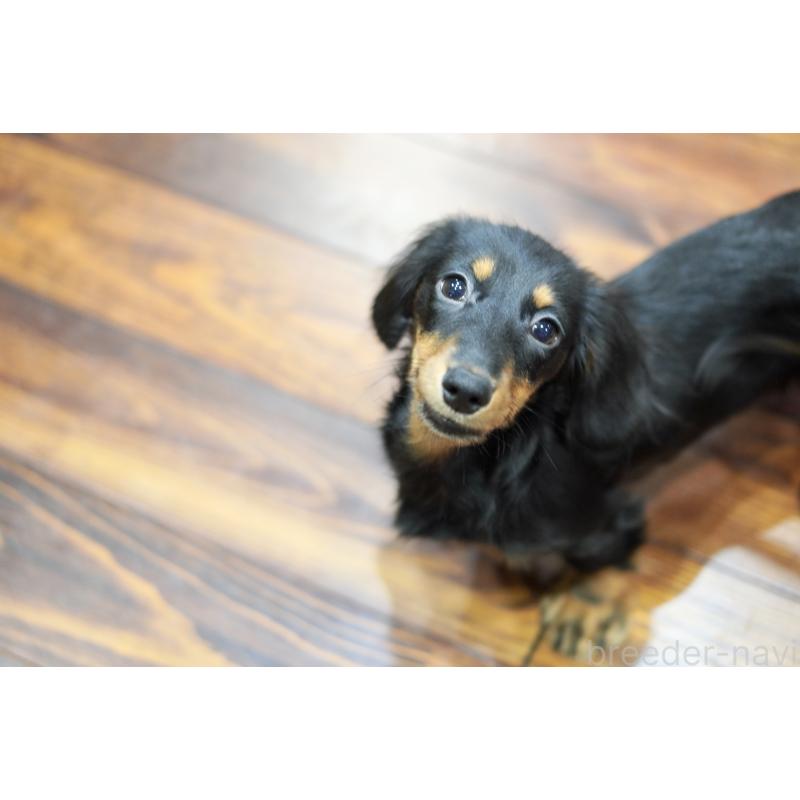 商談中の滋賀県のカニンヘンダックスフンド(ロングヘアード)-400225の6枚目