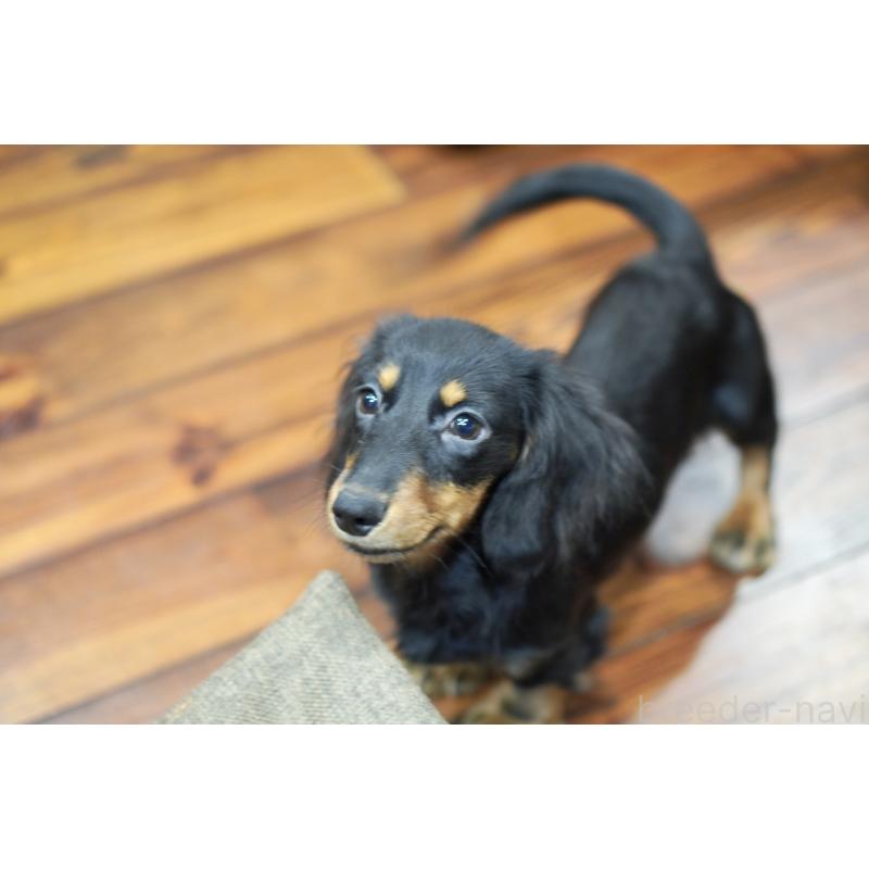 商談中の滋賀県のカニンヘンダックスフンド(ロングヘアード)-400225の5枚目