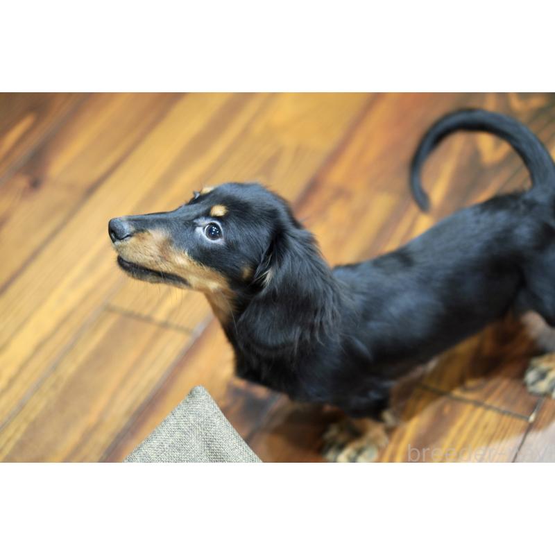 商談中の滋賀県のカニンヘンダックスフンド(ロングヘアード)-400225の4枚目